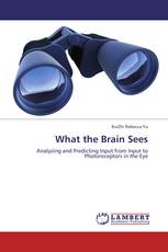What the Brain Sees