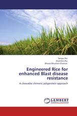 Engineered Rice for enhanced Blast disease resistance