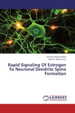Rapid Signaling Of Estrogen To Neuronal Dendrite Spine Formation