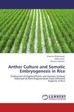 Anther Culture and Somatic Embryogenesis in Rice