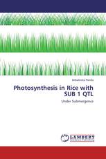 Photosynthesis in Rice with SUB 1 QTL