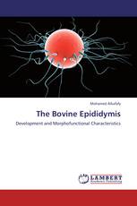 The Bovine Epididymis