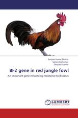 BF2 gene in red jungle fowl