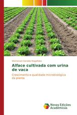 Alface cultivada com urina de vaca