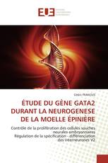 ÉTUDE DU GÈNE GATA2 DURANT LA NEUROGENESE DE LA MOELLE ÉPINIÈRE