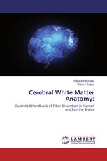 Cerebral White Matter Anatomy: