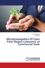 Micropropagation Of Cane Palm (Dypsis Lutescens) at Commercial Scale