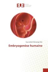 Embryogenèse humaine