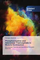 Phosphocreatine and Adenosine Triphosphate in Muscle Contraction