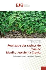 Rouissage des racines de manioc Manihot esculenta Crantz