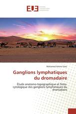 Ganglions lymphatiques du dromadaire