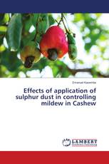 Effects of application of sulphur dust in controlling mildew in Cashew