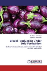 Brinjal Production under Drip Fertigation