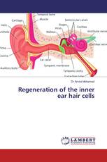 Regeneration of the inner ear hair cells