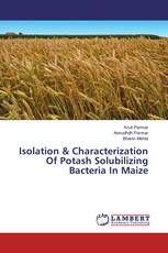 Isolation & Characterization Of Potash Solubilizing Bacteria In Maize