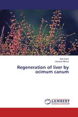 Regeneration of liver by ocimum canum