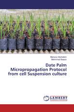 Date Palm Micropropagation Protocol from cell Suspension culture