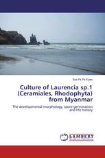 Culture of Laurencia sp.1 (Ceramiales, Rhodophyta) from Myanmar