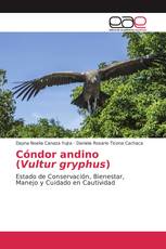 Cóndor andino(Vultur gryphus)