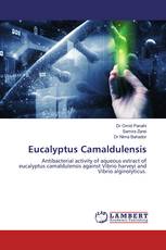 Eucalyptus Camaldulensis