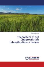 The System of Tef (Eragrostis tef) Intensification: a review