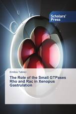 The Role of the Small GTPases Rho and Rac in Xenopus Gastrulation