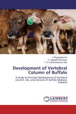 Development of Vertebral Column of Buffalo