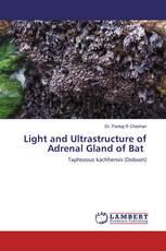 Light and Ultrastructure of Adrenal Gland of Bat