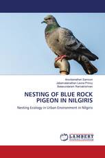NESTING OF BLUE ROCK PIGEON IN NILGIRIS