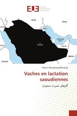 Vaches en lactation saoudiennes