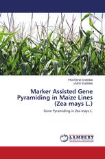 Marker Assisted Gene Pyramiding in Maize Lines (Zea mays L.)