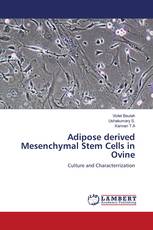 Adipose derived Mesenchymal Stem Cells in Ovine