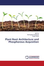 Plant Root Architecture and Phosphorous Acquisition