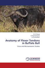 Anatomy of Flexor Tendons in Buffalo Bull