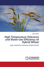 High Temperature Tolerance and Water-Use Efficiency of Hybrid Wheat