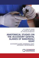 ANATOMICAL STUDIES ON THE ACCESSORY GENITAL GLANDS OF BAKERWALI GOAT