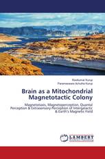 Brain as a Mitochondrial Magnetotactic Colony