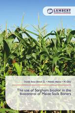 The use of Sorghum bicolor in the biocontrol of Maize Stalk Borers
