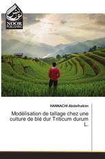 Modélisation de tallage chez une culture de blé dur Triticum durum L.