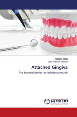 Attached Gingiva