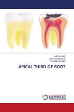 APICAL THIRD OF ROOT