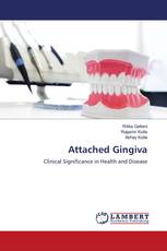 Attached Gingiva