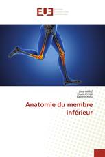 Anatomie du membre inférieur