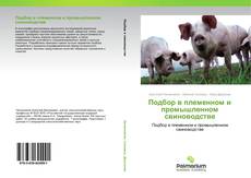 Buchcover von Подбор в племенном и промышленном свиноводстве