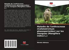 Couverture de Maladie de l'anthracnose (Colletotrichum gloeosporioides) sur les mangues (Mangifera indica L.)