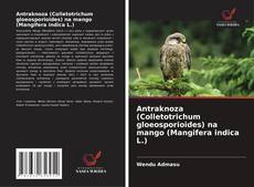 Capa do livro de Antraknoza (Colletotrichum gloeosporioides) na mango (Mangifera indica L.) 