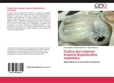 Portada del libro de Cultivo del calamar tropical Sepioteuthis sepioidea