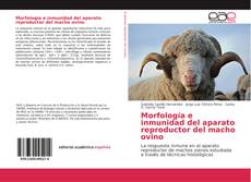 Copertina di Morfología e inmunidad del aparato reproductor del macho ovino