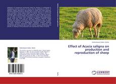 Effect of Acacia saligna on production and reproduction of sheep kitap kapağı