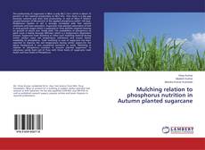 Buchcover von Mulching relation to phosphorus nutrition in Autumn planted sugarcane